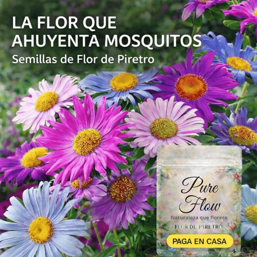 PureFlow™ SEMILLAS DE FLOR DE PIRETRO